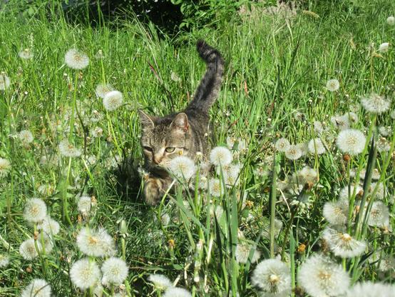 Eine getigerte Katze läuft durch eine Wiese mit hohem Gras und vielen Pusteblumen.