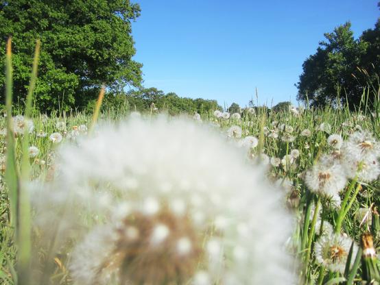 Eine Wiese mit vielen Pusteblumen, eine unscharf im Vordergrund, blauer Himmel