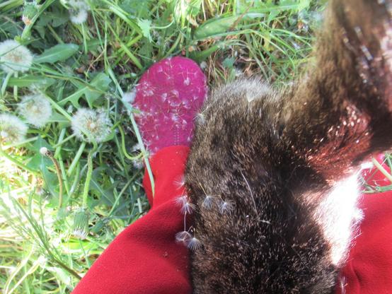 Ein himbeerroter Pantoffel und ein Stück Katze auf einer Wiese, beides voll mit den Schirmfliegern der Pusteblume