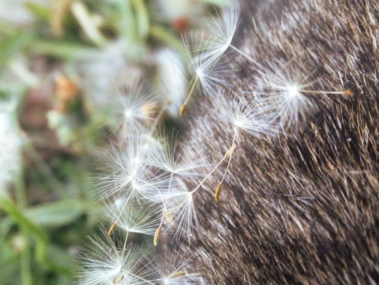 Schirmflieger der Pusteblume in Katzenfell