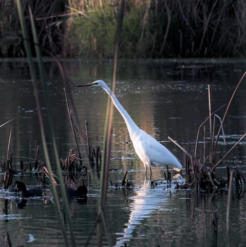 An egret waits in the water with it's neck outstretched.