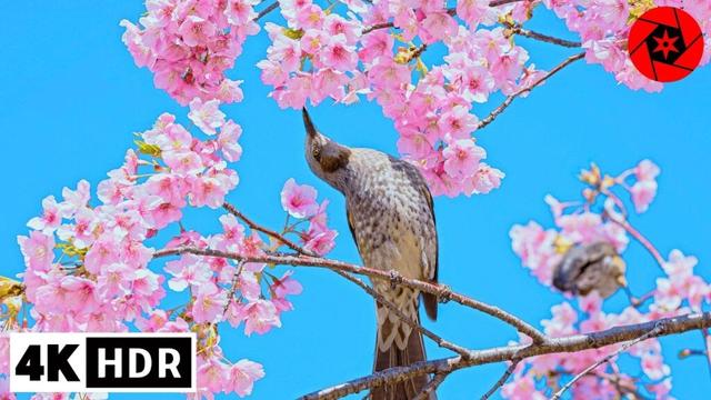 4K HDR Memories of Tokyo Sakura 2025