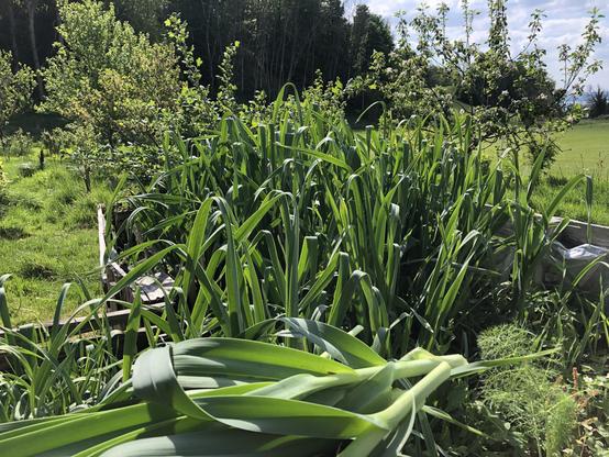 A photo of a raised bed with a lid of cut leeks resting on the front edge, a stand of leeks growing in it, a gooseberry bush is behind the leeks and beyond the raised bed are fruit trees. 
It is a sunny day, the grass is green and there are some clouds in the patch of sky visible in the top right corner of the picture, more dark trees on a hill in the distance are in the top left corner.