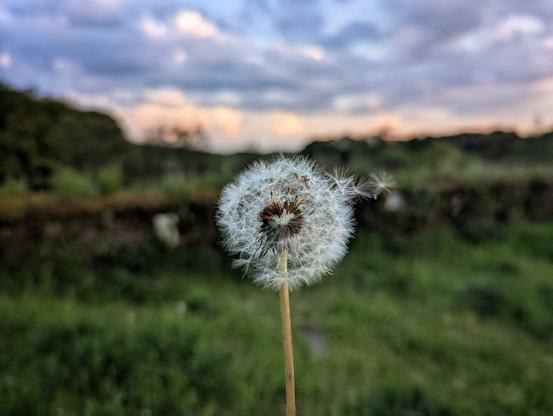 A close-up photograph shows a dandelion seed head, its delicate white seeds radiating outwards. The stem is slender and light brown. The background is blurred, showing a green grassy area and a line of darker green foliage. The sky is visible in the background, with a mix of blue and cloudy hues.