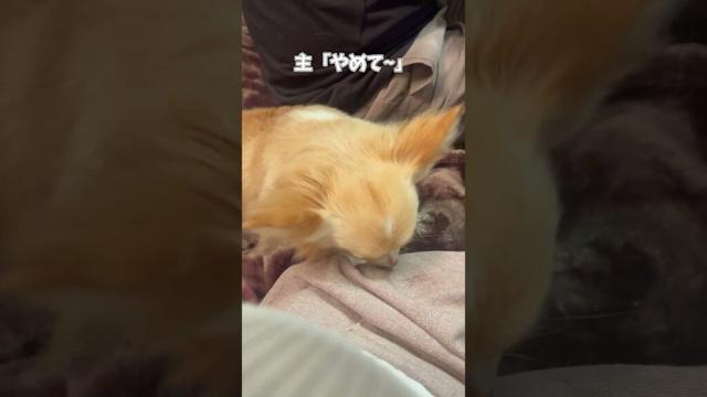 止められても舐めたいチワワが可愛い　#ロングコートチワワ　#犬 #犬好きさんと繋がりたい #犬と猫どっちも飼ってると毎日たのしい #多頭飼い