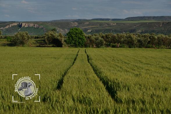 fotografía de paisaje en tonos verdes que muestra una huerta de cereal en primer plano y al fondo las terrazas de la vega del río Tajo