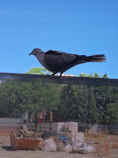 Paloma gris posada sobre una valla de obra. La paloma está estirada completamente de perfil.
