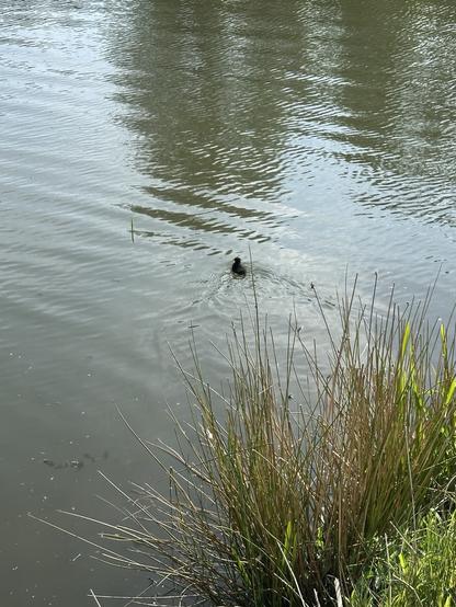 A baby moorhen on an old mill lodge, seen through a patch of long marram grass on the edge of the water