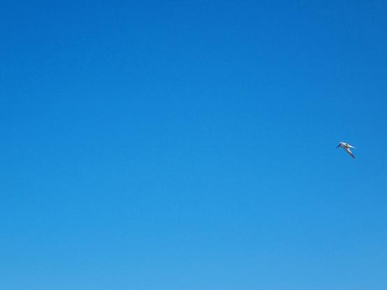 Un singolo gabbiano in volo nel cielo blu