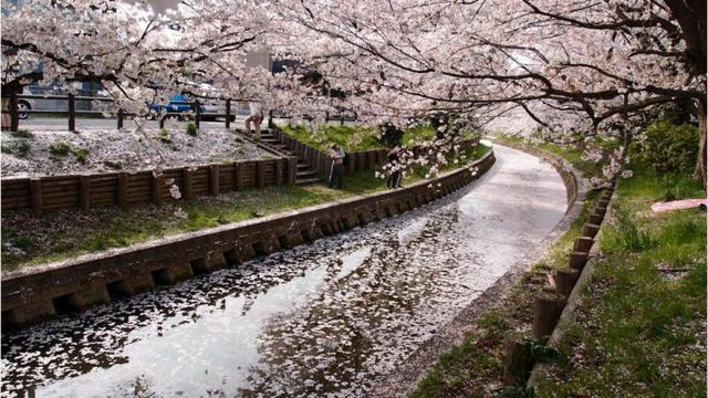 City-Wise Sakura Forecast For 2025