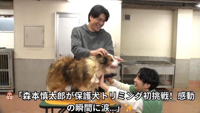 【感動】SixTONES森本慎太郎、保護犬トリミングに初参戦！『嗚呼!!みんなの動物園』で号泣…「可愛すぎて泣きそう」💕｜癒しの瞬間たっぷり
