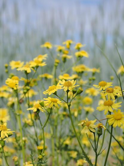 The image shows a cluster of bright yellow flowers with a blurred background, likely outdoors in a natural setting. The flowers have a daisy-like appearance with several thin petals surrounding a central disc.