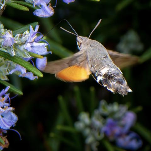 𝗣𝗶𝗰𝘁𝘂𝗿𝗲 𝗗𝗲𝘀𝗰𝗿𝗶𝗽𝘁𝗶𝗼𝗻 (𝗘𝗻𝗴): We see a hummingbird hawk-moth sipping nectar from rosemary flowers with its very long proboscis. The photo isn't very good because the moth is almost from behind, although we can clearly see one of its eyes and antennae. Its body is pinned in the air, while its wings appear to be fluttering from the rapid movement as it hover.

𝗗𝗲𝘀𝗰𝗿𝗶𝗽𝗰𝗶𝗼́𝗻 (𝗘𝘀𝗽): Vemos una polilla esfinge colibrí libando nectar de unas flores de romero con su larguísima trompa. La foto no es muy buena porque se ve a la polilla casi de espaldas, aunque podemos ver uno de sus ojos y las antenas con claridad. Su cuerpo está suspendido en el aire, mientras que sus alas aparecen trepidaras por el rápido movimiento mientras vuela.