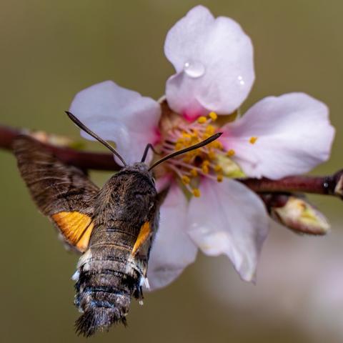 𝗣𝗶𝗰𝘁𝘂𝗿𝗲 𝗗𝗲𝘀𝗰𝗿𝗶𝗽𝘁𝗶𝗼𝗻 (𝗘𝗻𝗴): A hummingbird hawk-moth sucking nectar from an almond blossom. We see the moth from above and from behind, which isn't an ideal photographic position, but fortunately we catch a glimpse of one of its eyes, its antennae, and its long proboscis, which sticks into the flower's pistil.

𝗗𝗲𝘀𝗰𝗿𝗶𝗽𝗰𝗶𝗼́𝗻 (𝗘𝘀𝗽): Una polilla esfinge colibrí libando néctar en una flor de almendro. Vemos a la polilla desde arriba y de espaldas, que no es una situación ideal para una fotografía, pero afortunadamente atisbamos uno de sus ojos, sus antenas y su larga espiritrompa que se clava en el pistilo de la flor.