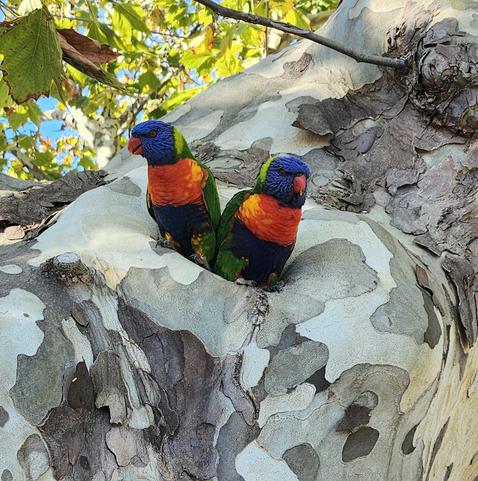 2 rainbow lorikeets
