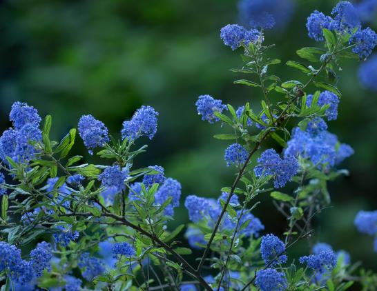 The blue flowers of the Ceanothus. They hang in front of my window. But in the photo you don't see a window. Only the branches of the shrub. All over the photo you see the small, heavenly blue flowers and the fine, green leaves. The background is green. The shrub has an open growth.