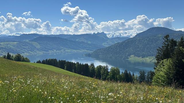 View of Lake Ägeri with flowered hillside meadows in the foreground, forested hills and distant snowy mountains in the background all under a blue sky with puffy white cotton clouds.