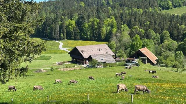 Photo of cows grazing in a pasture with yellow wildflowers, some farm buildings in the middle distance, and forest in the background with just a sliver of blue sky visible in the upper left.