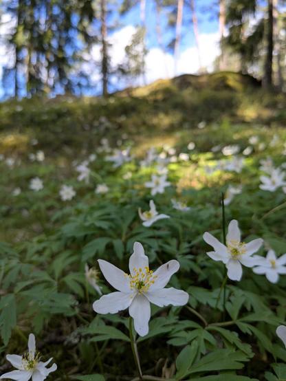 Valkovuokkoja nousevassa vehreässä rinteessä, taaempana näkyy myös taivasta, pilviä sekä etäisiä sumentuneita puita.