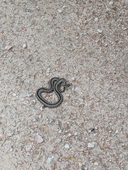 Un petit serpent non identifié sur un sol de gravillons. Le serpent est gris avec une crête noire er des losanges noirs sur le flanc