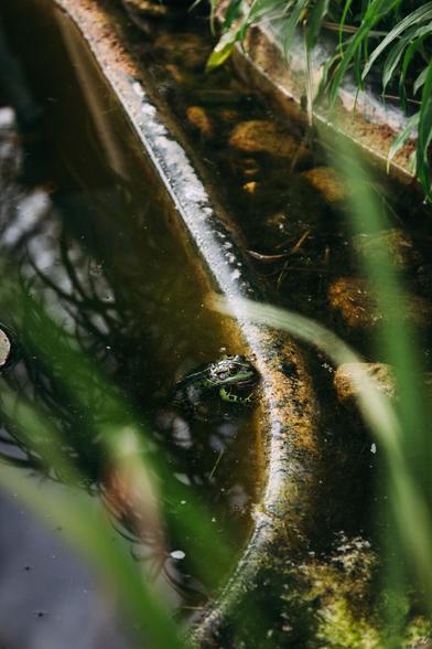 cinematic photo of a toad sitting on the edge of a pond, wioth blurry gras in the front
