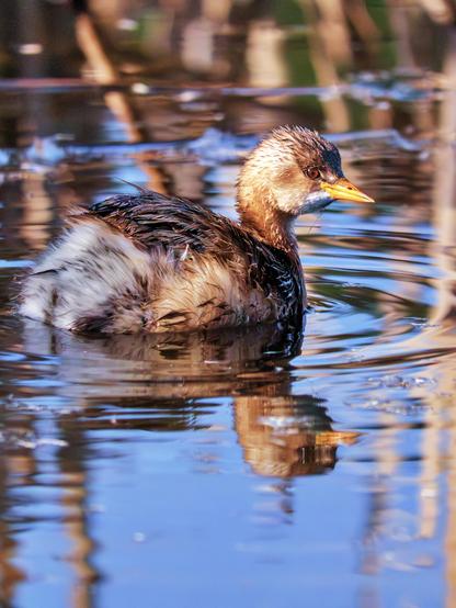 𝐏𝐢𝐜𝐭𝐮𝐫𝐞 𝐝𝐞𝐬𝐜𝐫𝐢𝐩𝐭𝐢𝐨𝐧 (𝐄𝐧𝐠𝐥𝐢𝐬𝐡): A little grebe swims in the sparkling blue waters of one of pools in the Cantalejo Lagoons (Segovia Province, Spain). Its winter plumage because the shot was taken in February, which is less striking, can be seen reflected in the ripples.

𝐃𝐞𝐬𝐜𝐫𝐢𝐩𝐜𝐢𝐨́𝐧 (𝐞𝐬𝐩𝐚𝐧̃𝐨𝐥): Un zampullín chico nada en las azules y brillantes aguas de una de las Lagunas de Cantalejo (Provincia de Segovia, España). Tiene plumaje invernal, pues la foto fue tomada en febrero, menos llamativo, y su reflejo se ve en las ondas del agua.