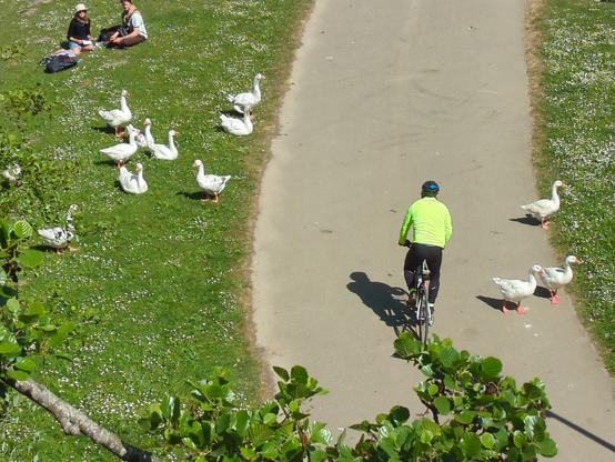 Photo vue du dessus d'une route bitumée traversant une pelouse. Un cycliste avec une veste fluo, en danseuse, est sur la route, entouré par un troupeau d'oies blanches, sur la pelouse et sur la route