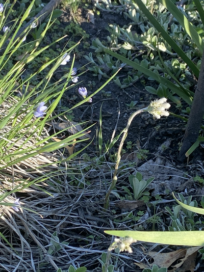 The side view of smol native plants. The left plant has dozens of green blades reaching to the right. A few light blue blossoms appear on the blades. The right plant has a fuzzy white flower with six white beans.