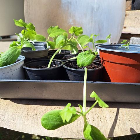 a bunch of cucumber and courgette sprouts in pots on a chair
