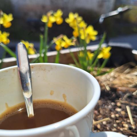 a cup of coffee in a grow box w daffodils