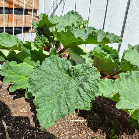 rhubarb starting to look pretty good in a grow box