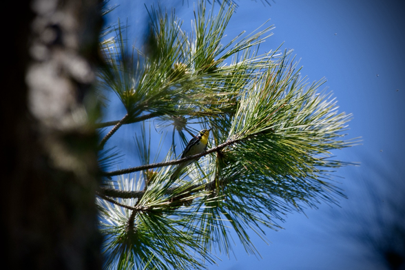 A slender warbler with a bright yellow throat, long bill, black mask, and black streaks on its side sitting among pine needles against a bright blue cloudless sky.