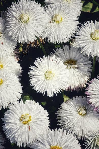 A close-up overhead shot shows a cluster of white pompom-like flowers with yellow centers against a backdrop of dark green leaves.
