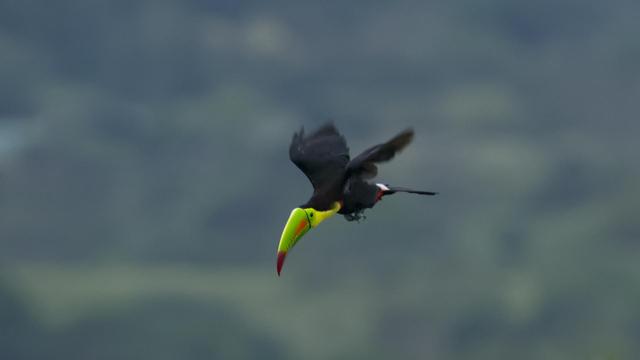 A large black bird with a yellow bib and an enormous out of proportion bill in shades of green, orange, and red is flying across a blurred out forest some distance below. The bird's feet and posture suggest a dive, and indeed the bird is coming for a landing at an out of view fruiting tree.  This is the Keel-billed Toucan. Canopy Tower, Panama. April 2025. Photo by Peachfront.