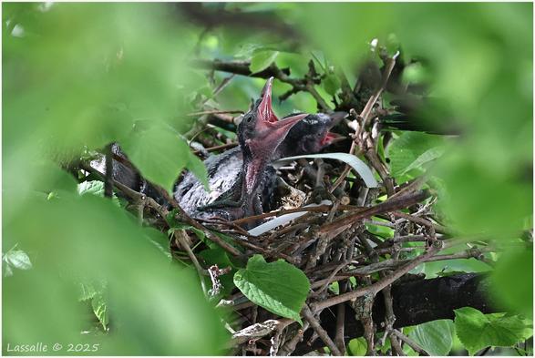 Krähenjunge in einem Nest. Viele Blätter einer Linde versperren den Blick auf das gesamte Nest. Am bzw. im Nest sind weiße Kunststoffbänder zu sehen, welche zum Packen von Zeitungs- oder Prospektstapeln verwendet werden.