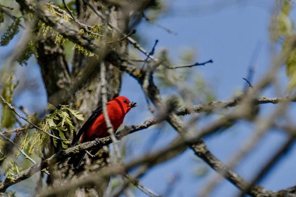 A vivid red bird, chomping on an insect in a tree