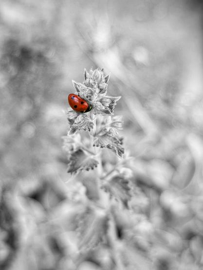A close-up, black and white photograph shows a red ladybug perched on a plant. The ladybug has black spots. The plant has small leaves and is slightly blurred. The background is also blurred, creating a soft, out-of-focus effect.