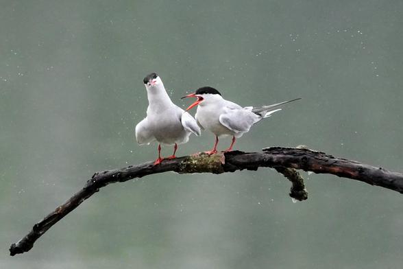 Two terns on a tree branch on the river Po in Turin, north-western Italy