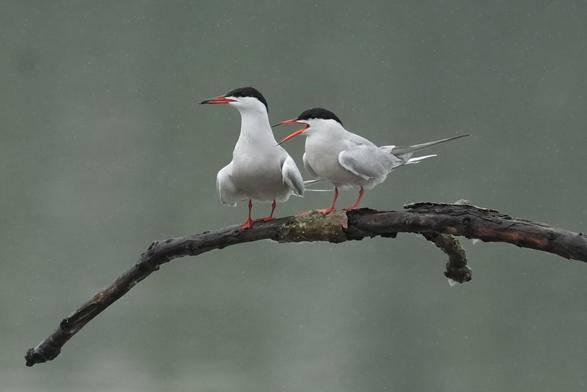 Two terns on a tree branch on the river Po in Turin, north-western Italy