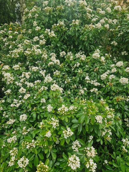 A dense vibrant green bush covered in clusters of small white flowers. Picture taken in the English countryside.