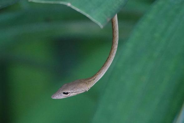 The head of the whipsnake, peeping out from beneath a leaf. It is brown and triangular in shape, with large eyes.