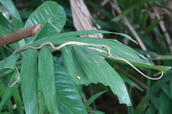 A wide-angle view of the snake, showing it long, thin body brown body resting on the plant.