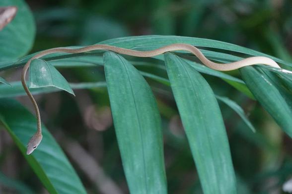 A slightly close view of the snake resting on the plant.