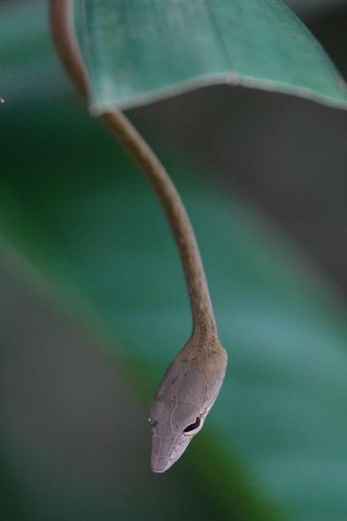 Another closeup of the head under the plant, from a different angle.