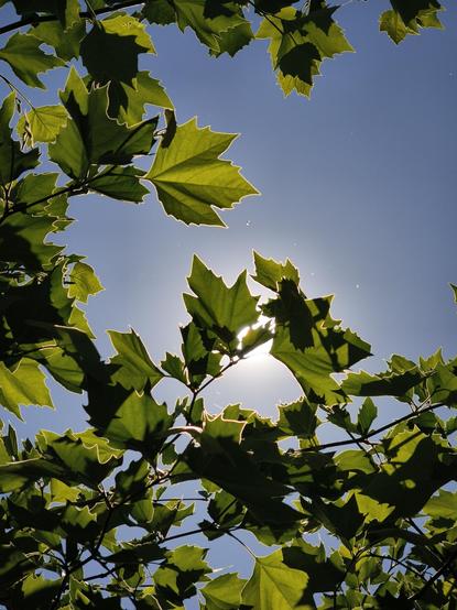 Photo of several green leaves from a platanus tree against a cloudless  blue sky. The leaves in the center are right in front of  the Sun, which gives them a vibrant green color and a very bright white edge. If one looks very closely, one can see a flying insect between the leaves and some threads from spider webs, illuminated by the Sun, almost looking like shooting stars.