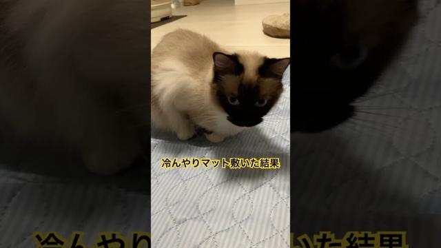 猫さんに冷んやりマットあげてみた #ragdolls #cats #cutecat #shorts #ラグドール #猫のいる暮らし #猫動画 #ショート