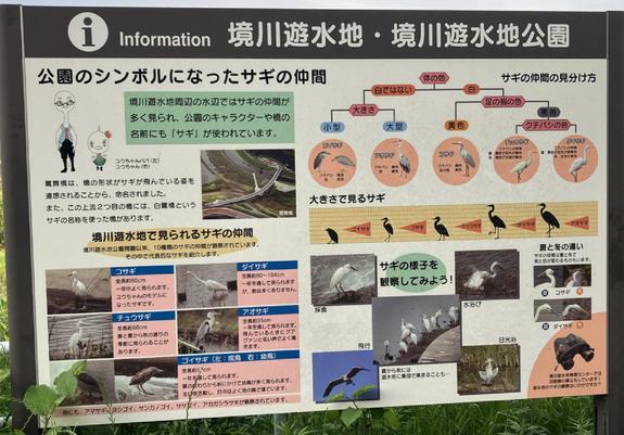 A information board at the rest area in the flood-control pond park along the bike path. It explains the bird species (heron and the others) that are seen in the area.