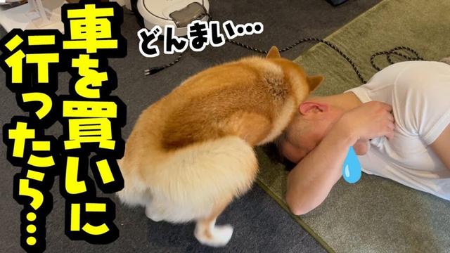 念願の新しい車を買いに行ったらまさかの事実が発覚しパパが…慰める柴犬
