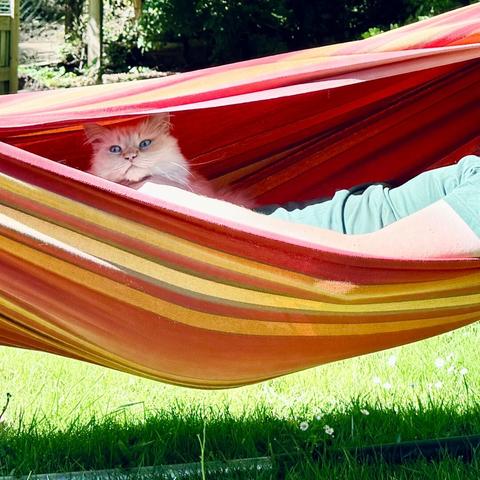 Ein weißer Kater und eine Person Liegen in einer rot, gelb und orange gestreiften Hängematte über der grünen Wiese in der Sonne. Das Gesicht der Person ist nicht zu sehen.