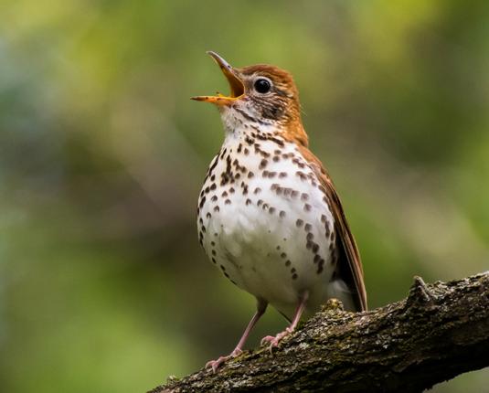 Photo by: John Petruzzi. Their breasts and bellies are white with black or dark brown round spots like a Dalmatian's. They have dull white rings around their eyes. Like many other thrushes, wood thrushes have unusually large eyes, which helps them see and navigate in the shady forests they prefer.